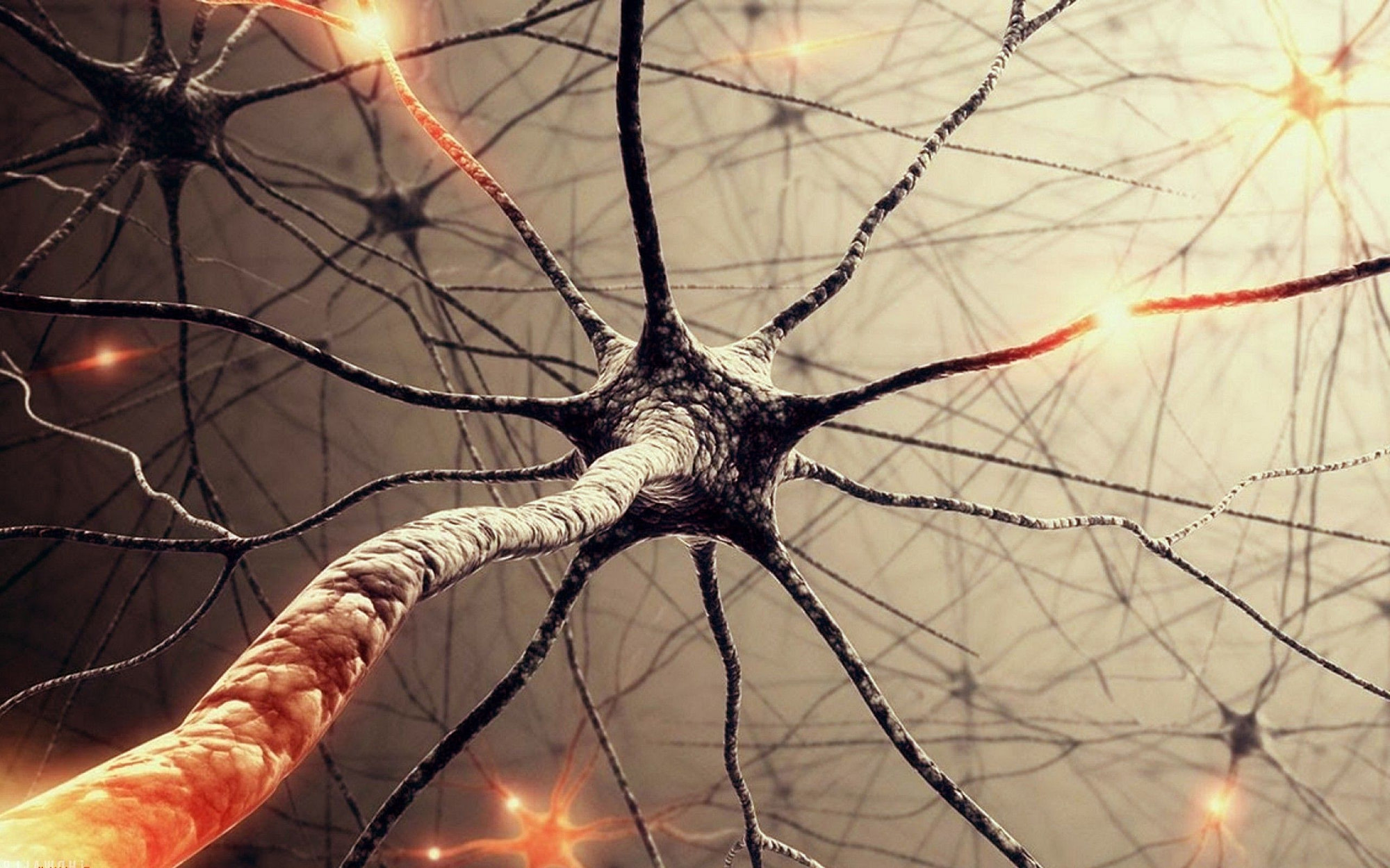 You Won’t Believe When You Get To Know About What Do Neurons Actually Do?